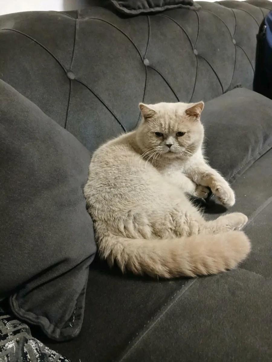 British shorthair female cat that looks like mine - Image 2