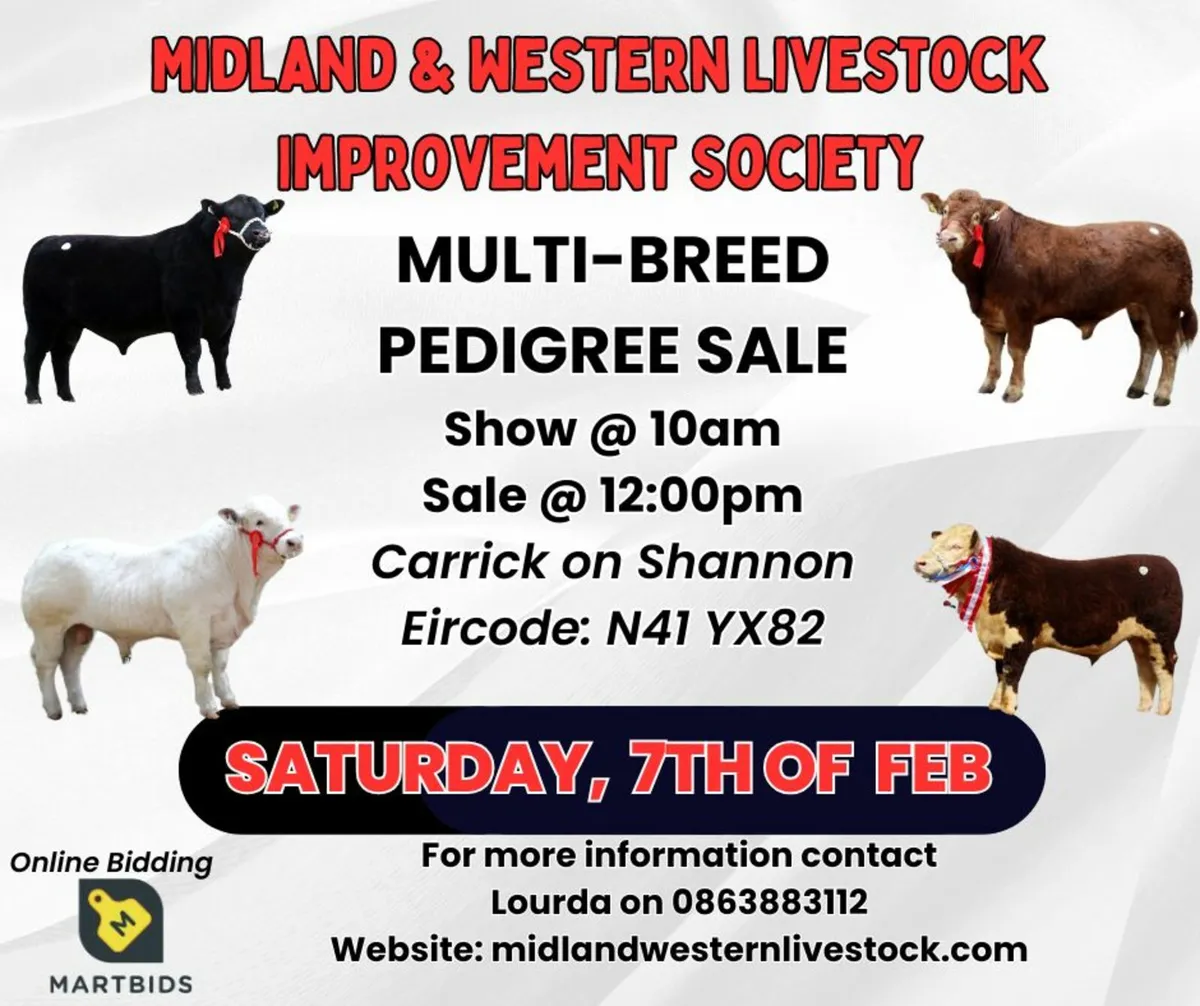 Midland & Western Carrick-on-Shannon Pedigree Sale