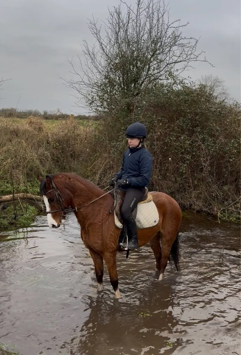 133cm 5yo gelding - Image 1