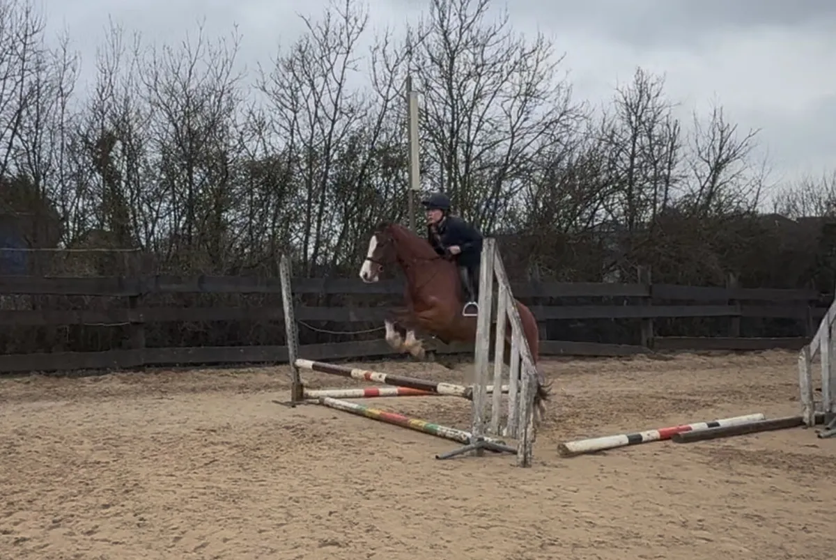 133cm 5yo gelding - Image 4