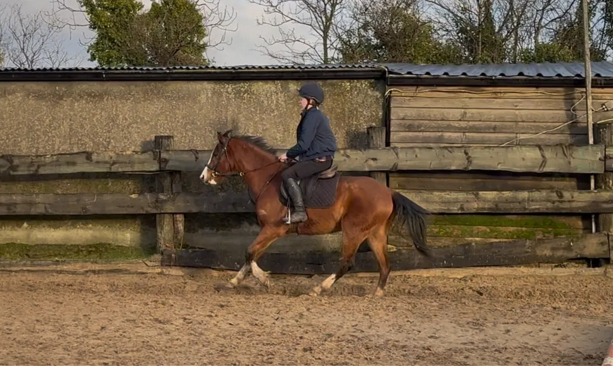 133cm 5yo gelding - Image 2