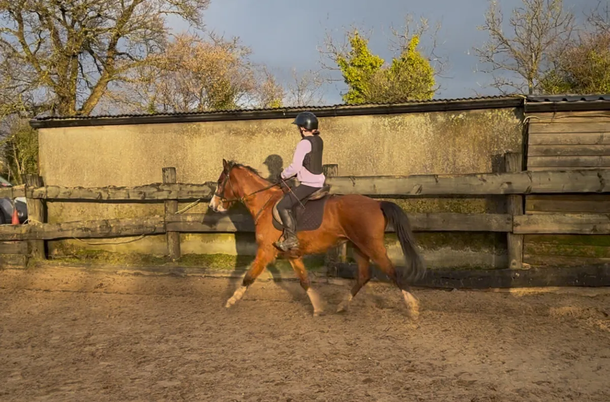 133cm 5yo gelding - Image 3