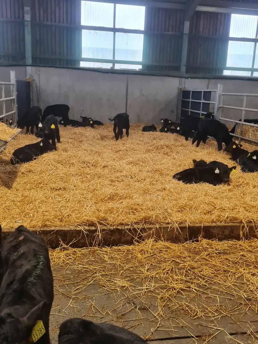 Night Calver Wanted - Image 1