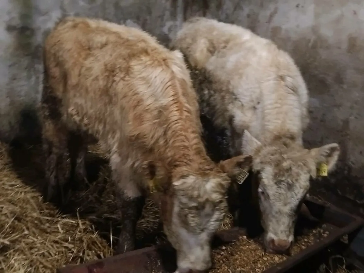 2 Charolais Weanling Heifers - Image 2