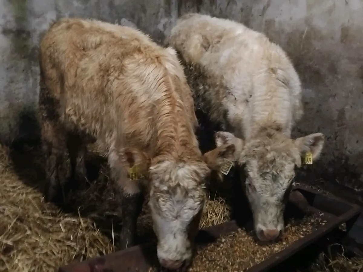 2 Charolais Weanling Heifers - Image 1