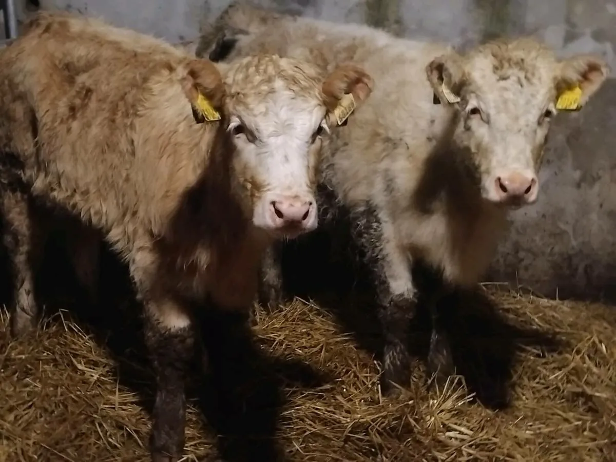 2 Charolais Weanling Heifers - Image 3