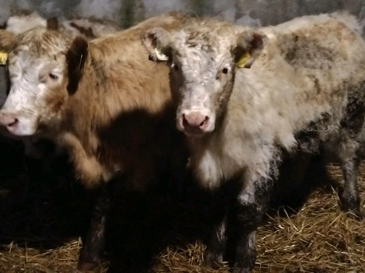 2 Charolais Weanling Heifers - Image 4