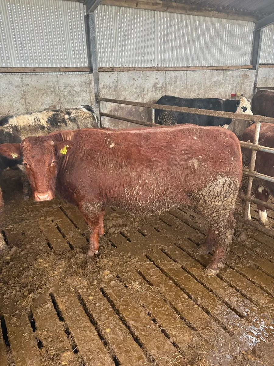 Incalf Continental Heifers  due in March - Image 2