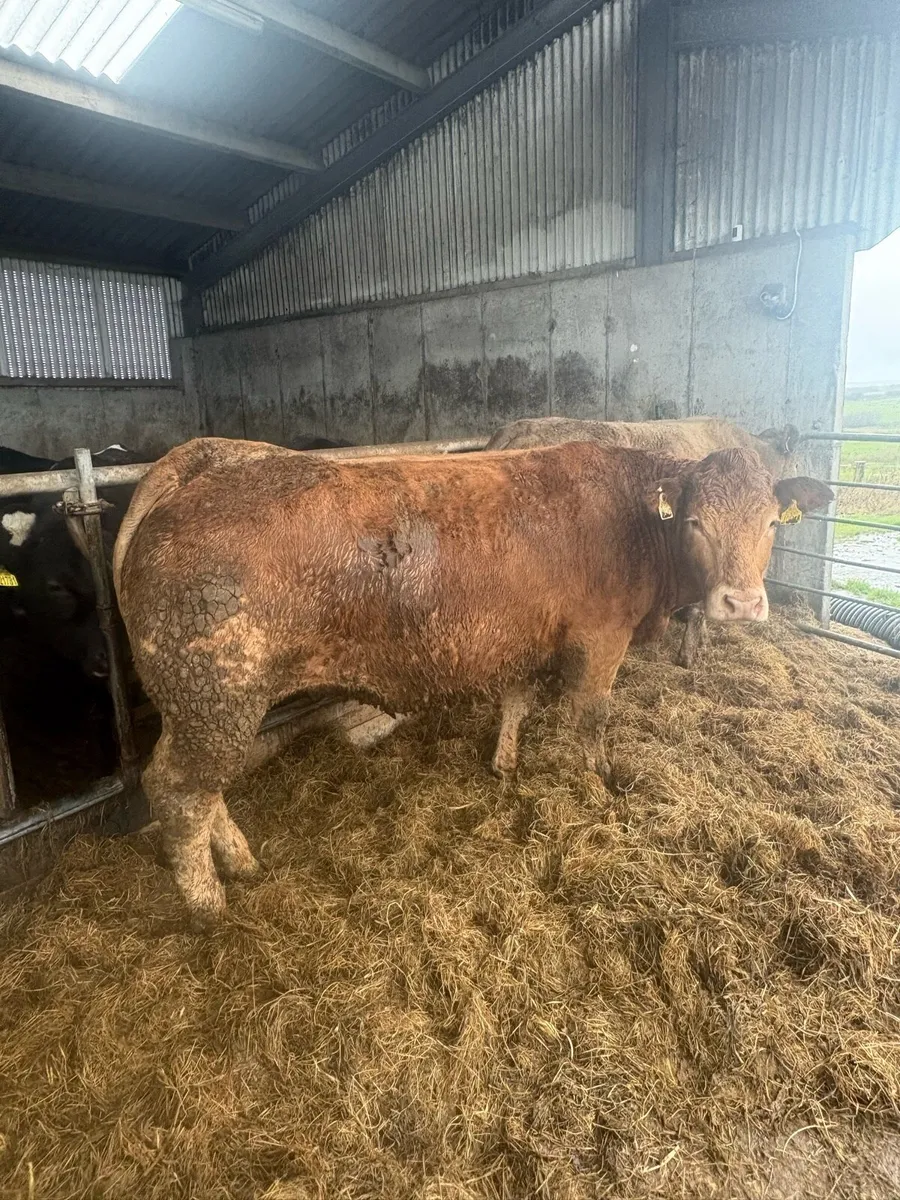 Incalf Continental Heifers  due in March - Image 3