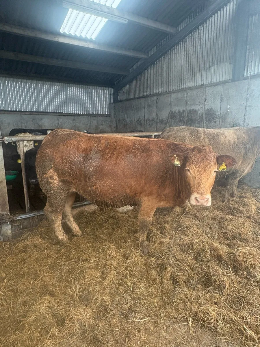 Incalf Continental Heifers  due in March - Image 4