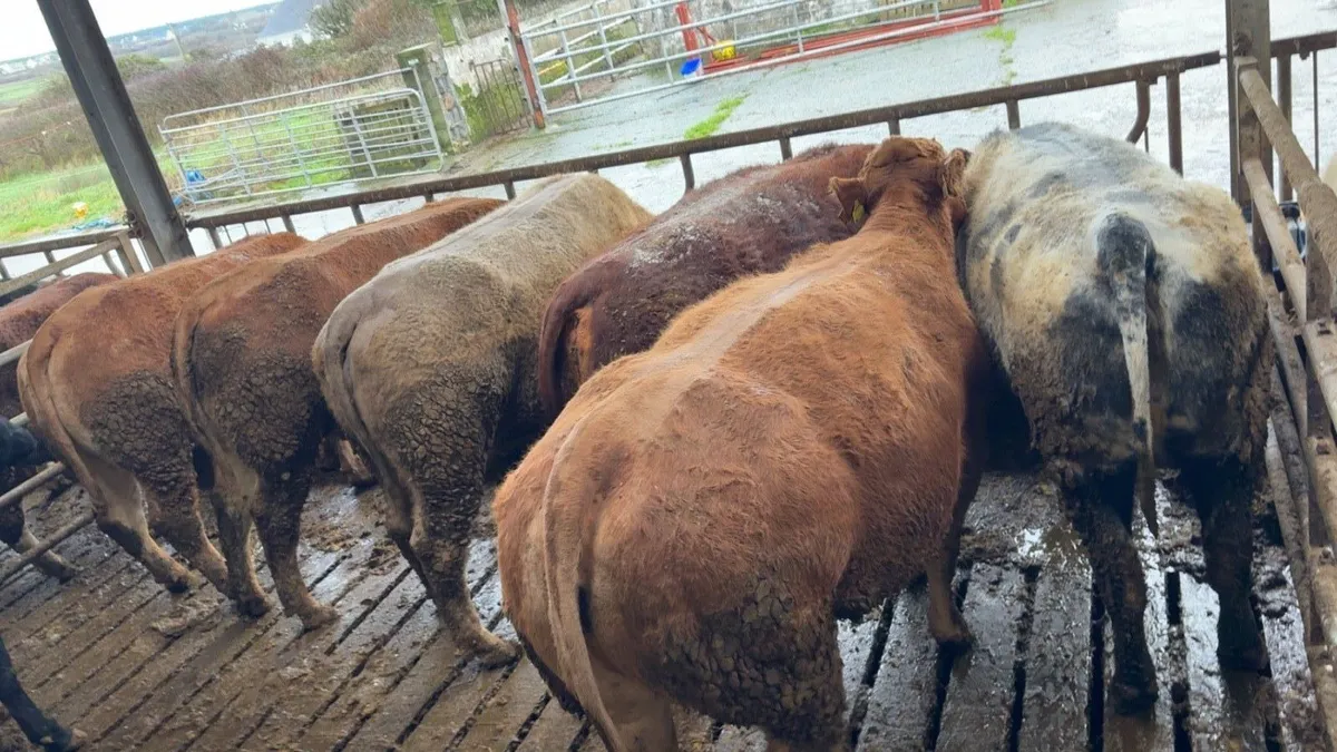 Incalf Continental Heifers  due in March - Image 1