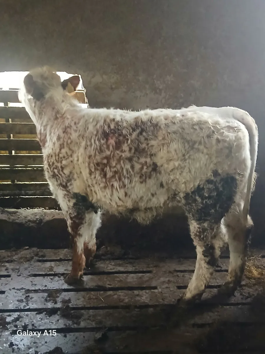 Weanling heifer - Image 2