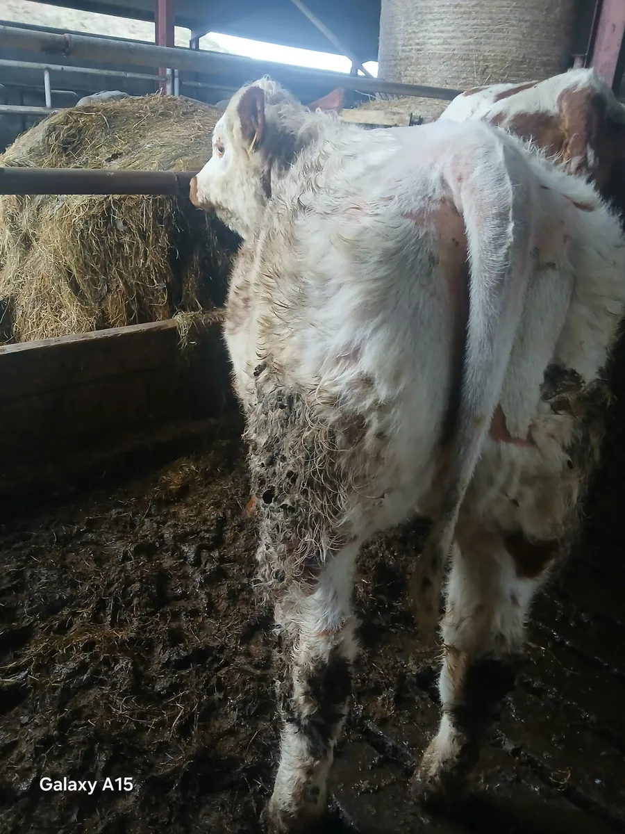 Weanling heifer - Image 3