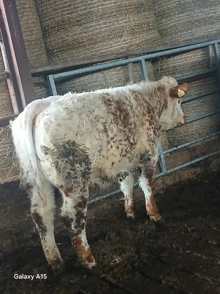Weanling heifer - Image 4