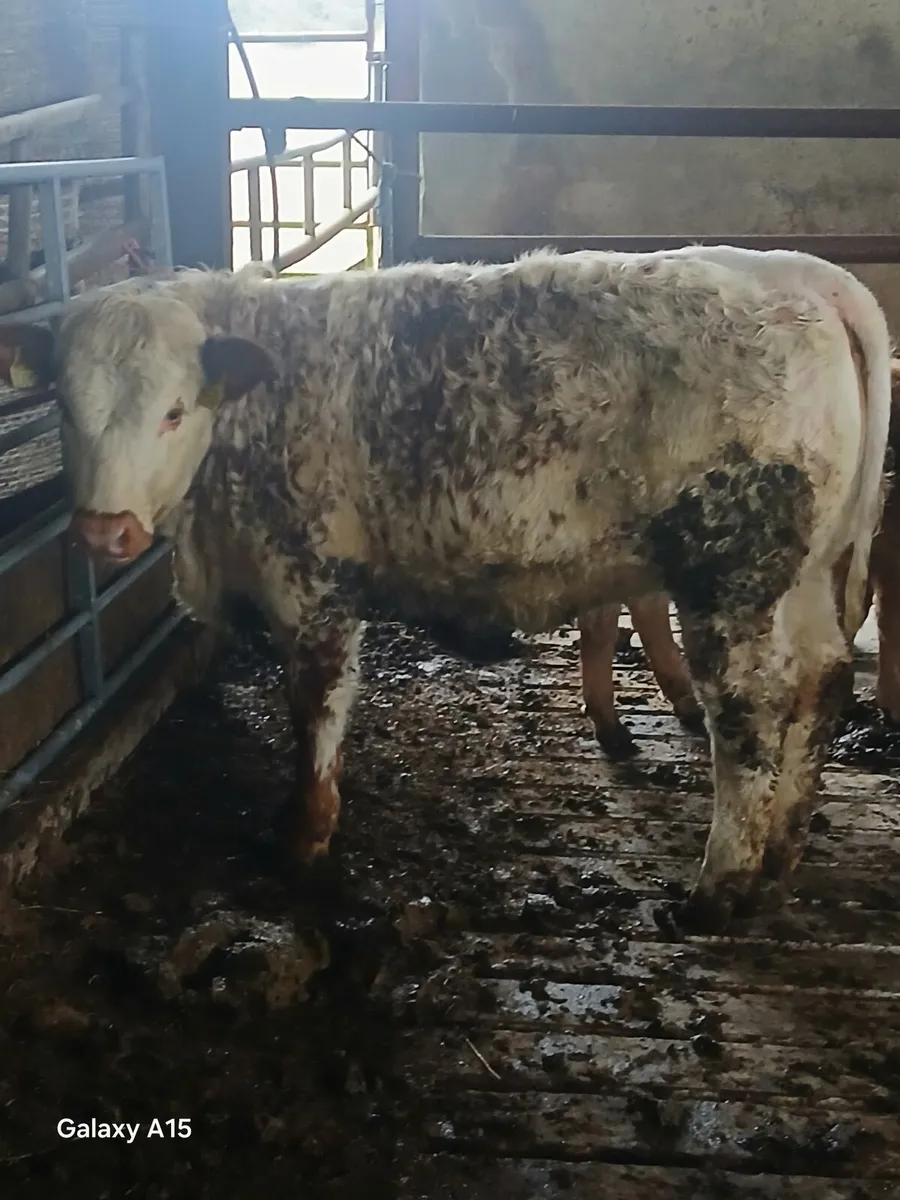 Weanling heifer - Image 1