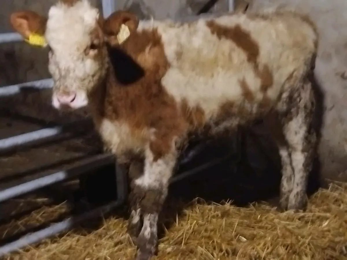 Simmental Weanling Heifer - Image 1