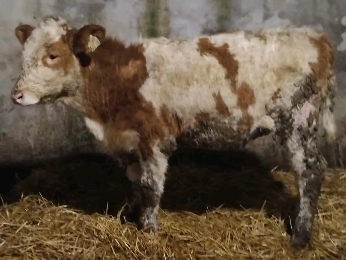Simmental Weanling Heifer - Image 2
