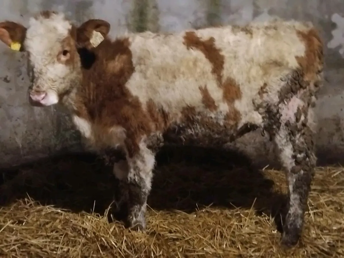 Simmental Weanling Heifer - Image 3
