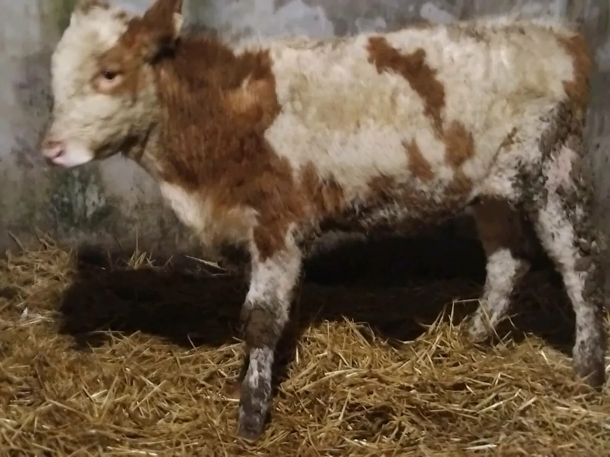Simmental Weanling Heifer - Image 4