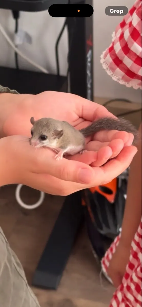 Micro Squirrels - Image 2