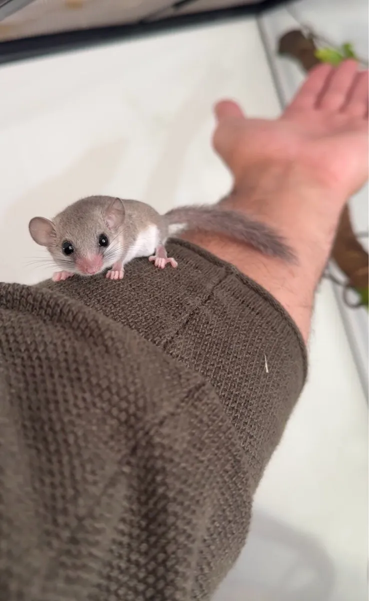 Micro Squirrels - Image 4