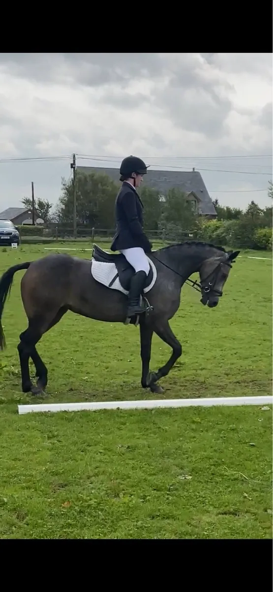 138 sji pony - Image 4