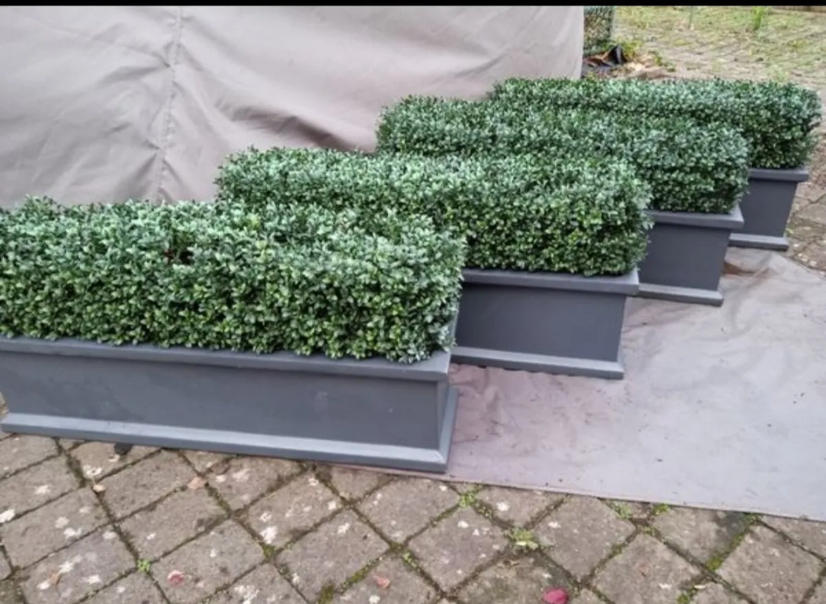 Modern Faux Boxwood Planters - Image 1