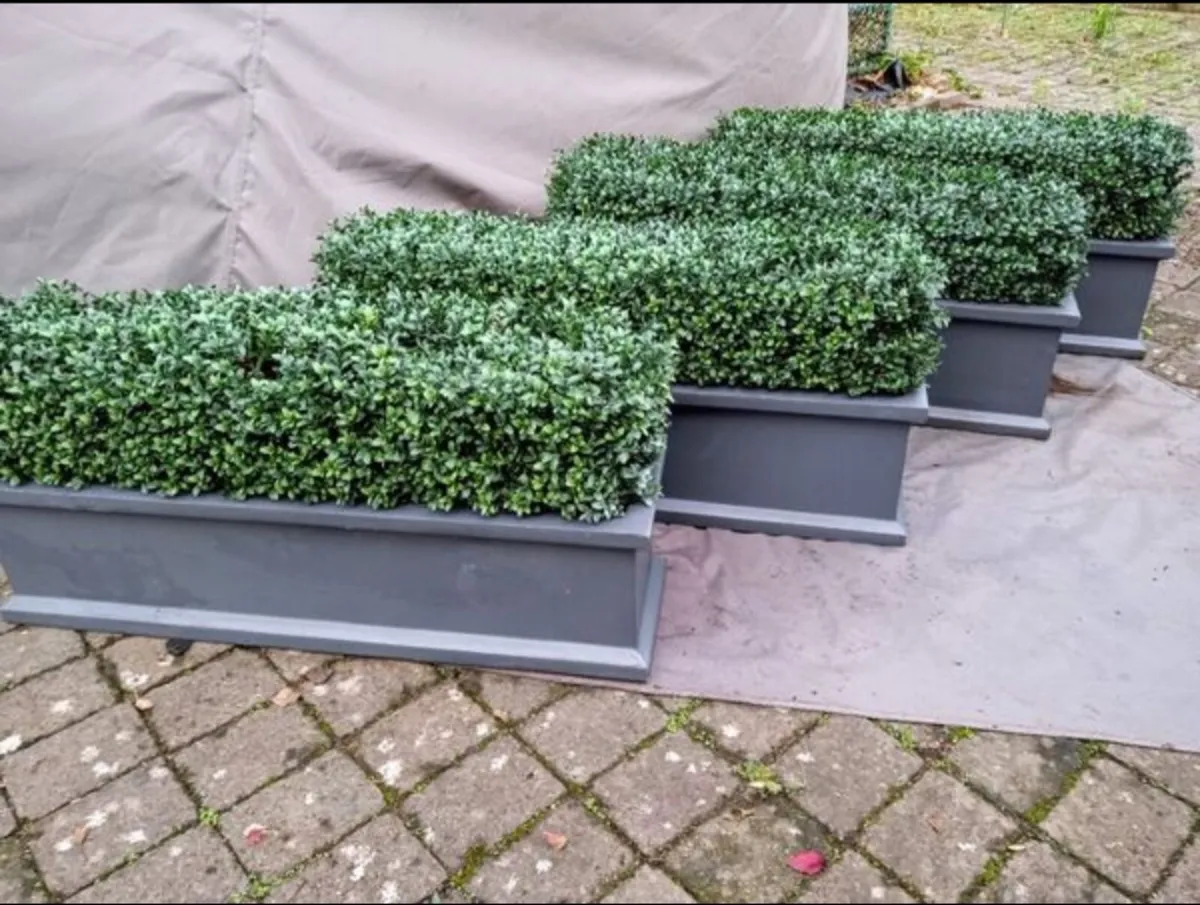 Modern Faux Boxwood Planters - Image 3
