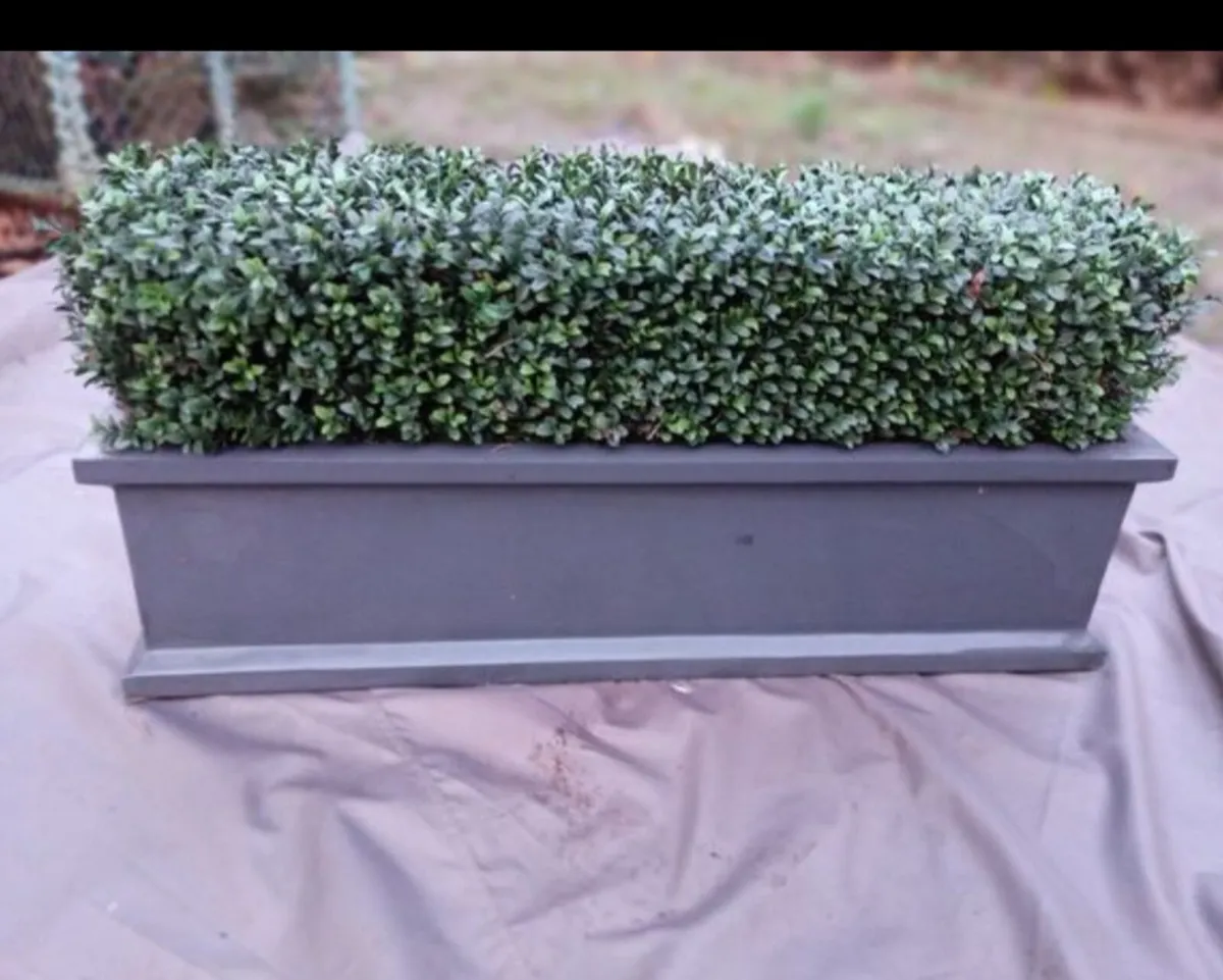 Modern Faux Boxwood Planters - Image 4