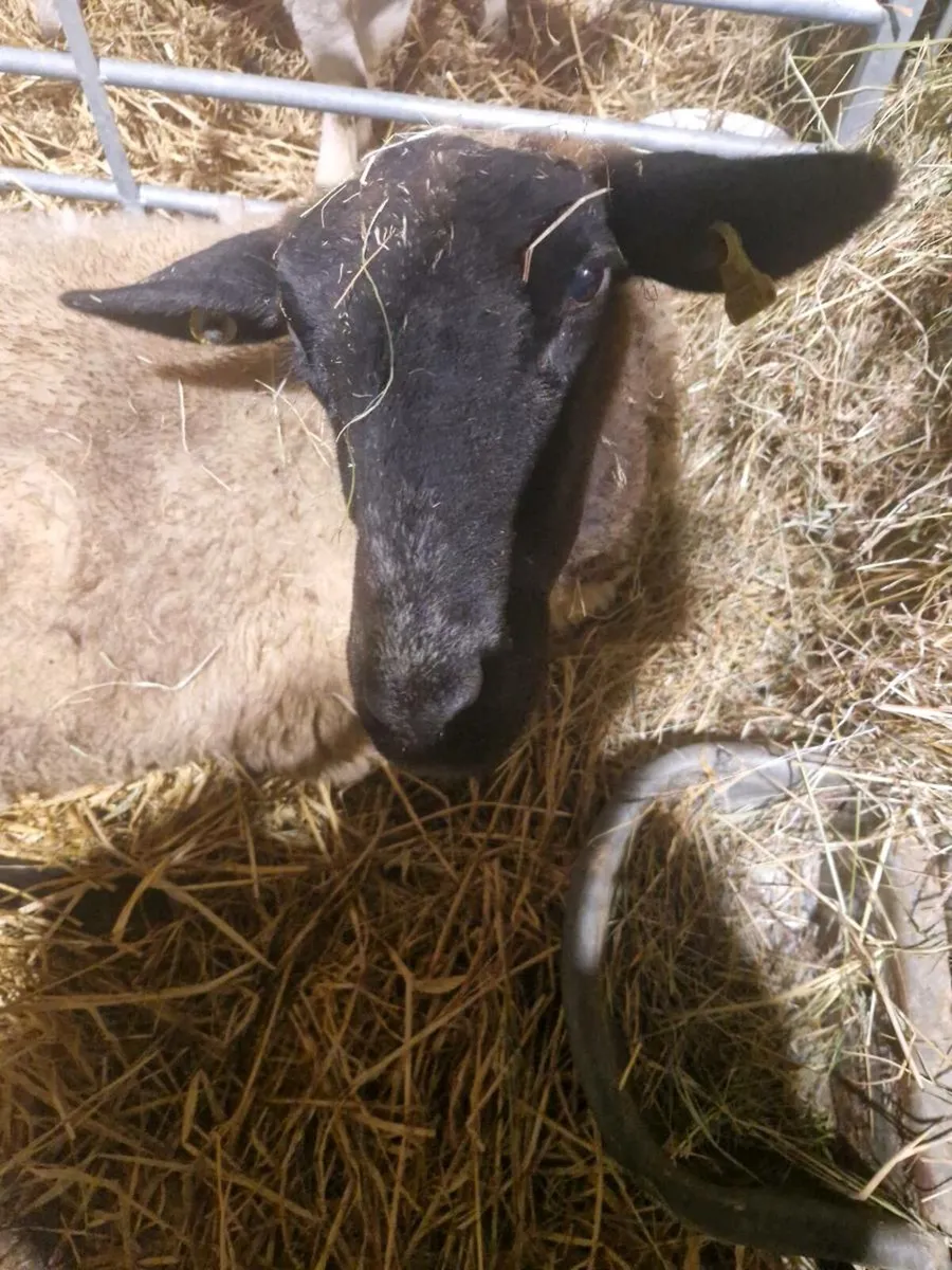 Foster ewe - Image 1