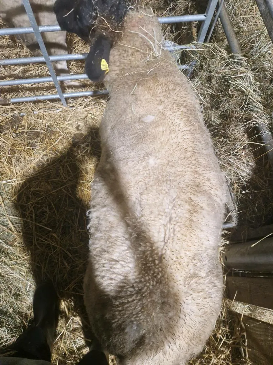 Foster ewe - Image 2