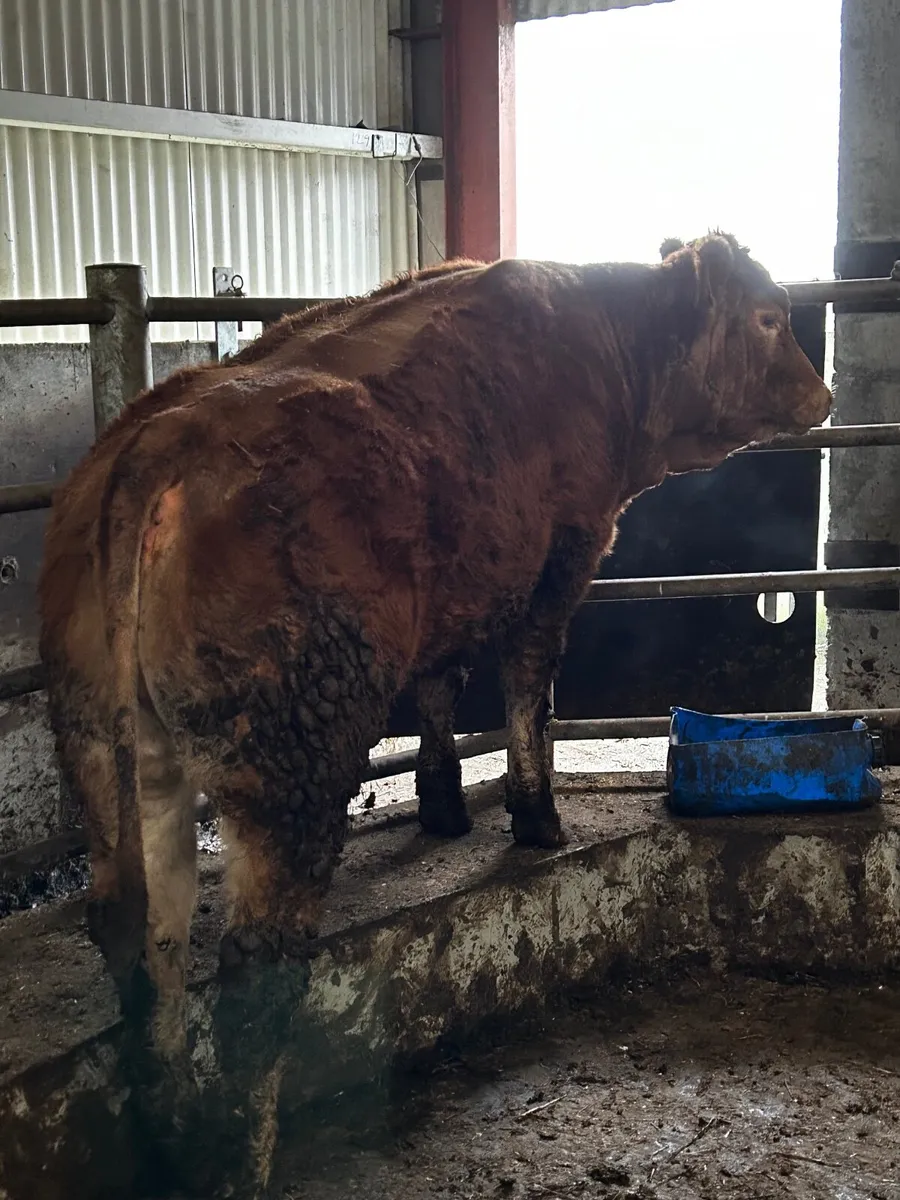 Pedigree Limousin HEIFER - Image 2