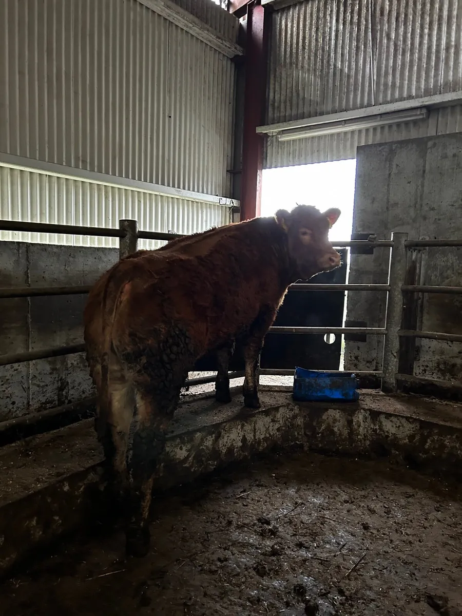 Pedigree Limousin HEIFER - Image 1