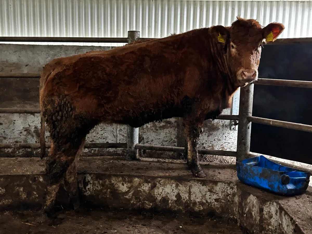 Pedigree Limousin HEIFER - Image 3