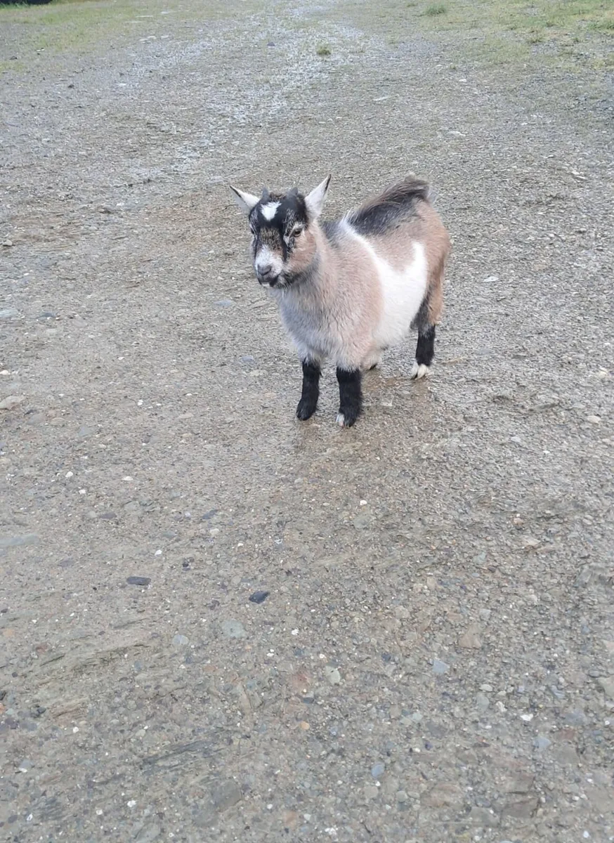 Pygmy Goats - Image 2