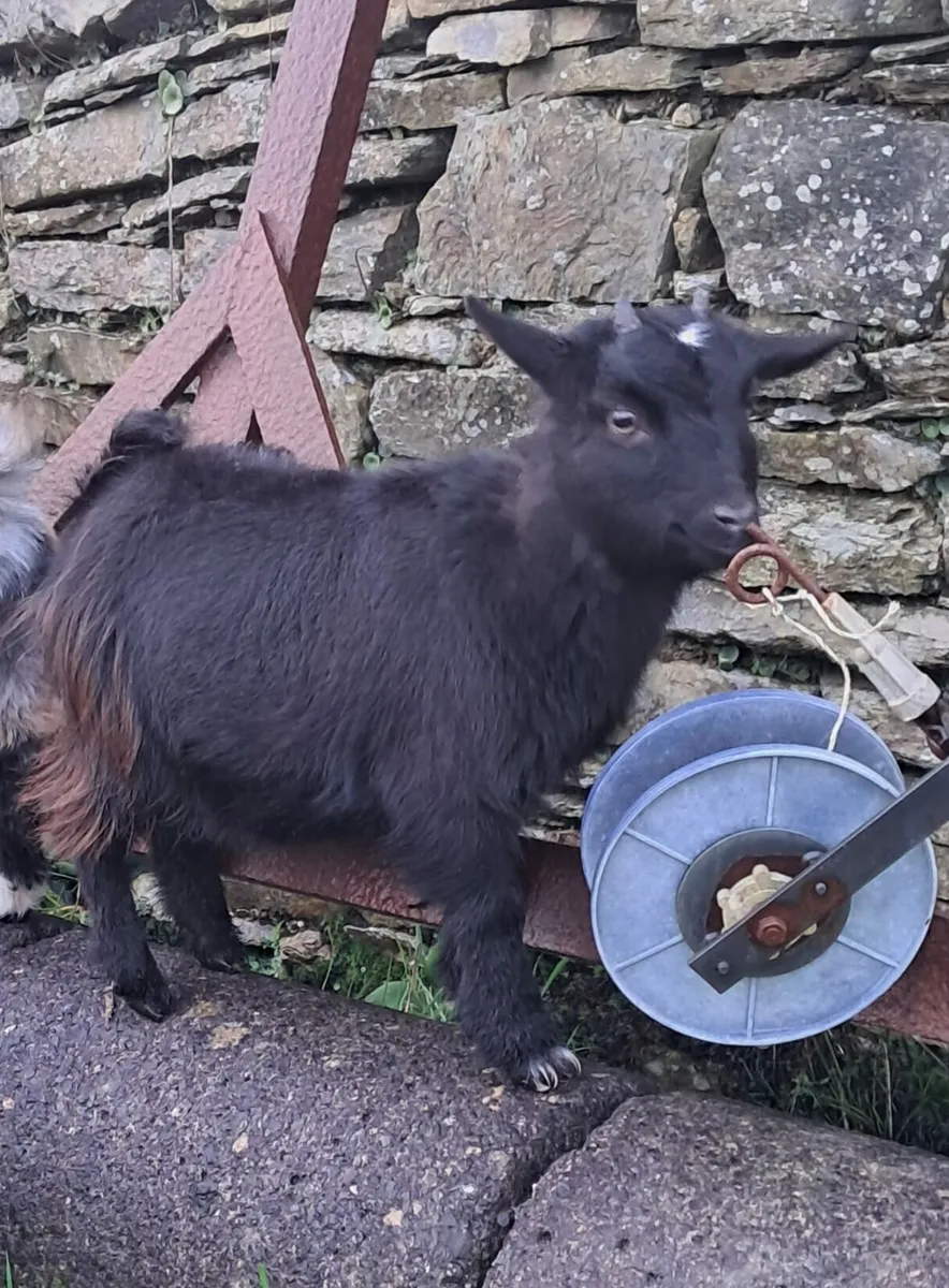 Pygmy Goats - Image 3