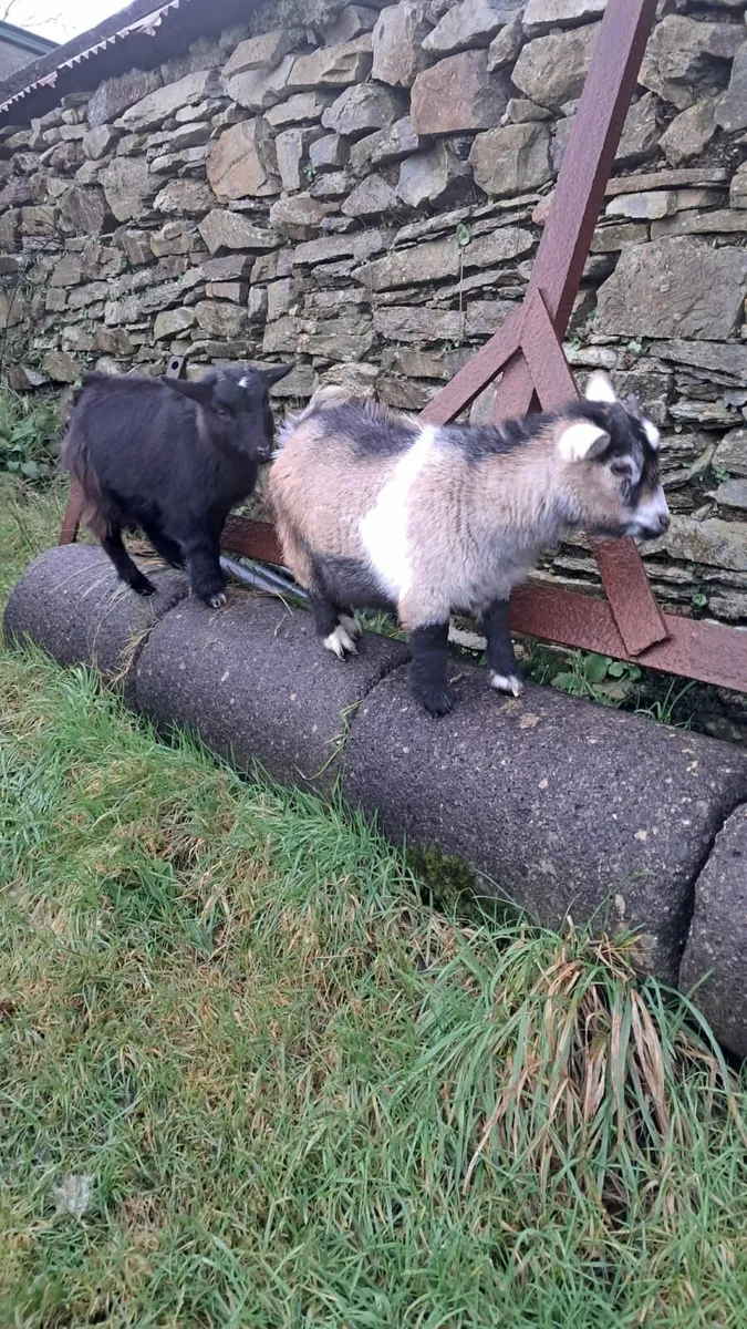 Pygmy Goats - Image 1