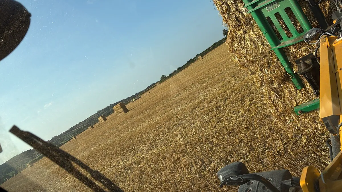 Straw for sale - Image 3