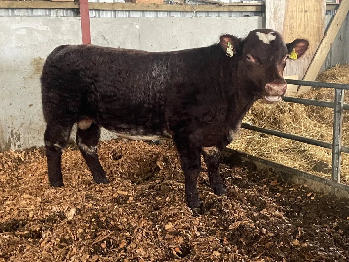 Organic PB Shorthorn Bull - Image 1