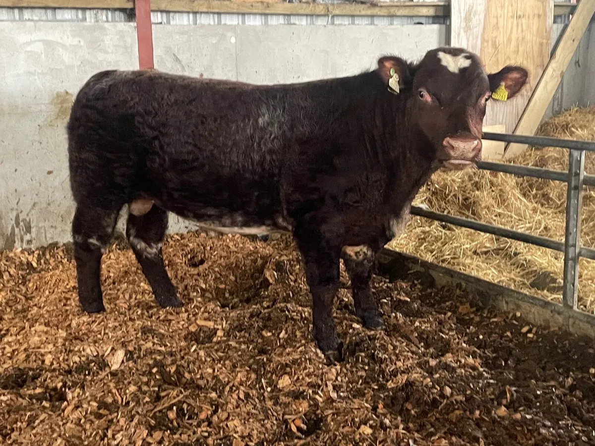 Organic PB Shorthorn Bull - Image 3