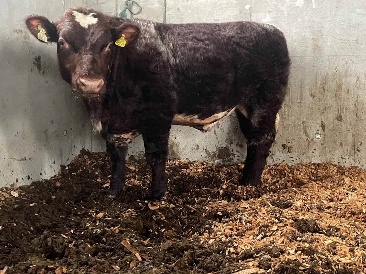Organic PB Shorthorn Bull - Image 2