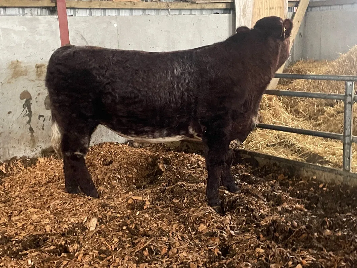 Organic PB Shorthorn Bull - Image 4