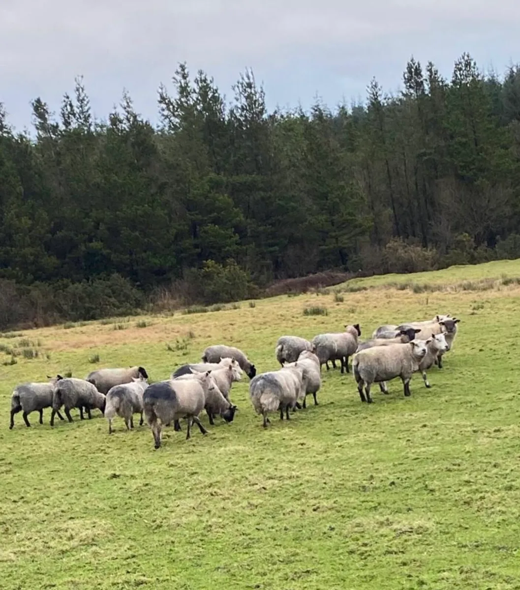 In lamb ewes - Image 2