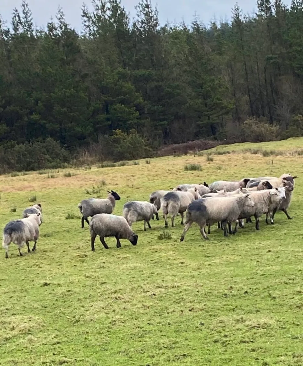 In lamb ewes - Image 3