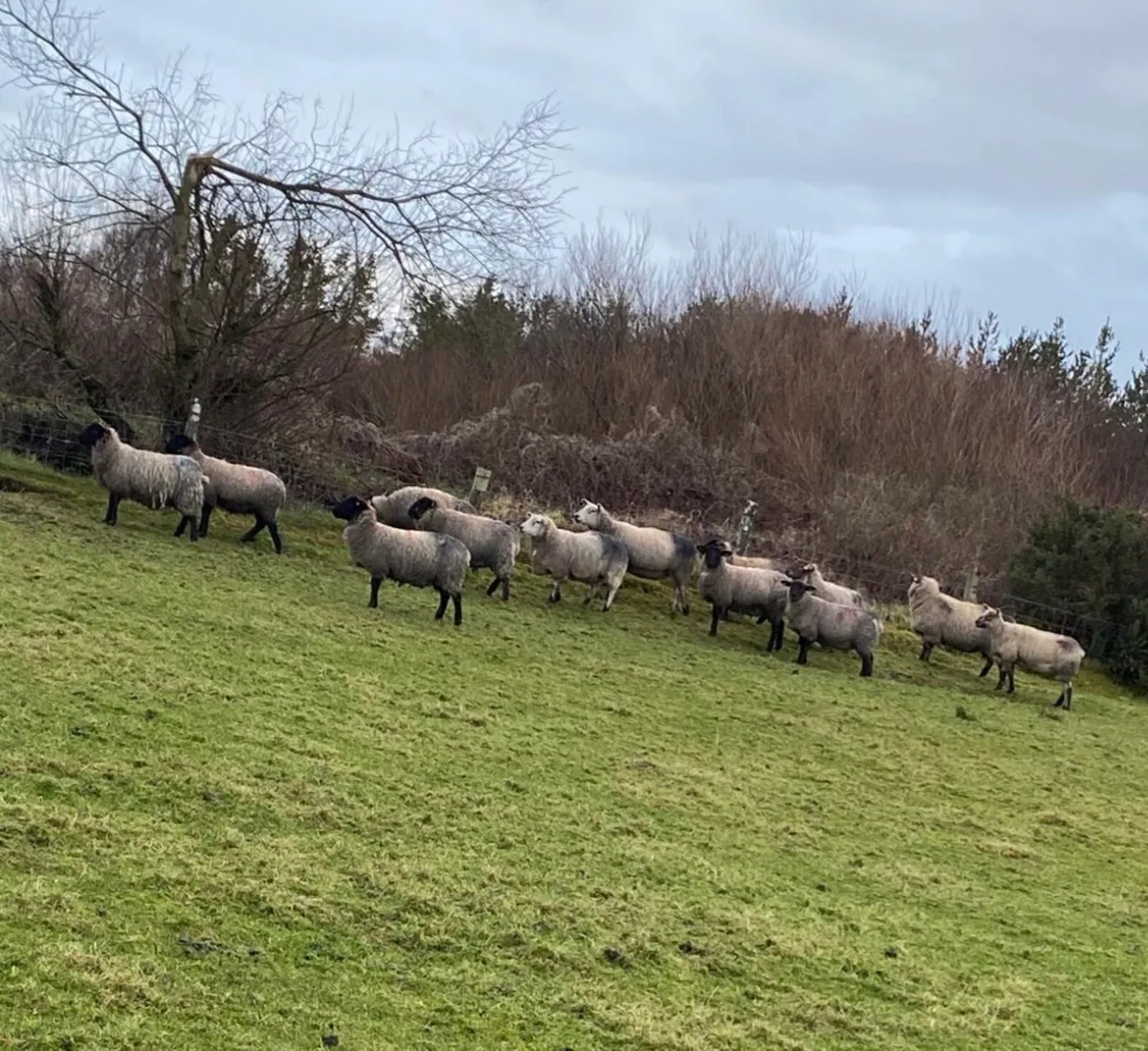 In lamb ewes - Image 4