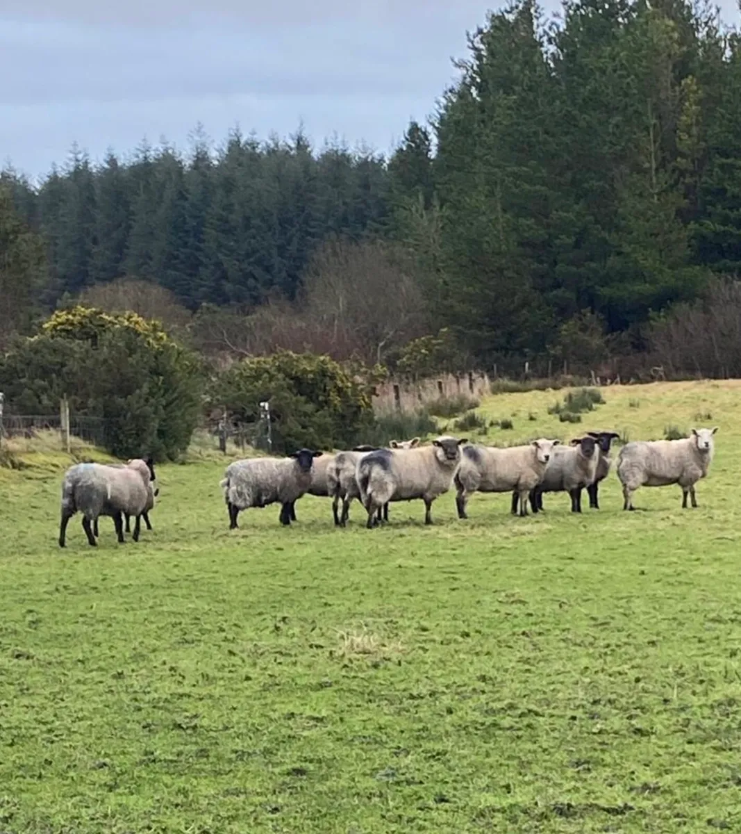 In lamb ewes - Image 1