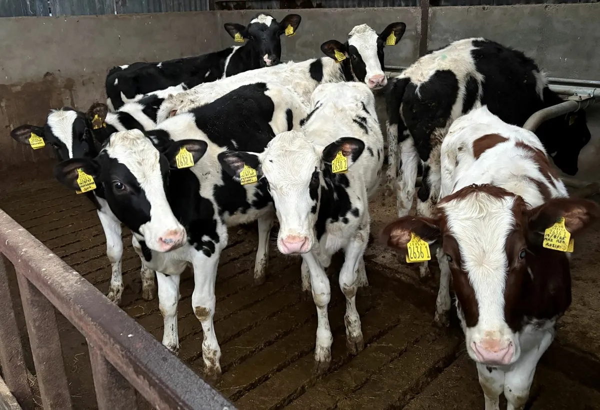 Pedigree heifer calves - Image 1