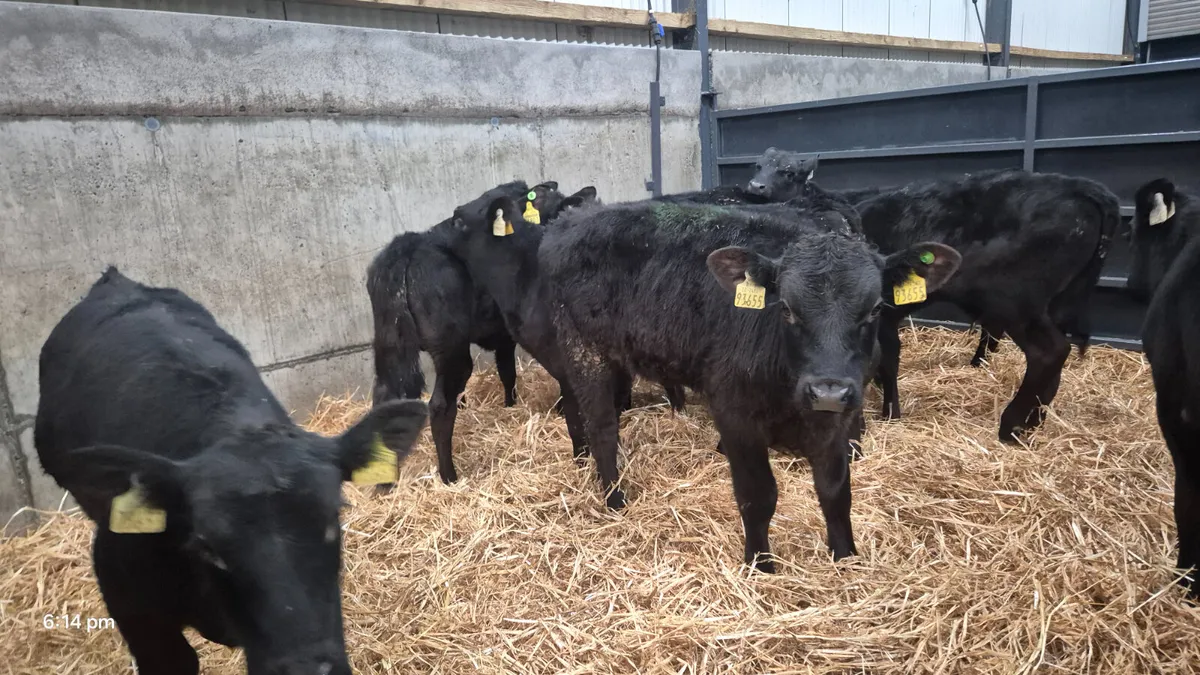 10 Proper Aberdeen Angus bull calves for sale - Image 4