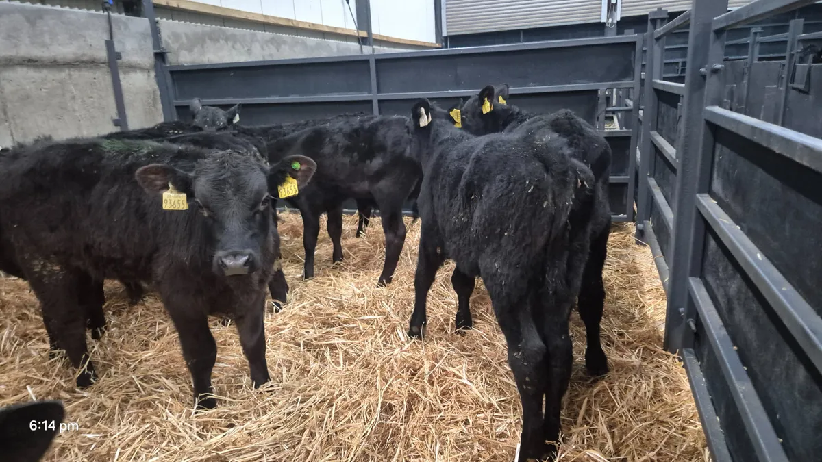 10 Proper Aberdeen Angus bull calves for sale - Image 3