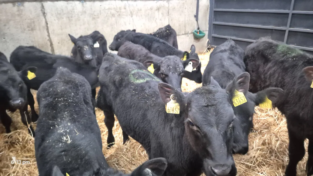 10 Proper Aberdeen Angus bull calves for sale - Image 1